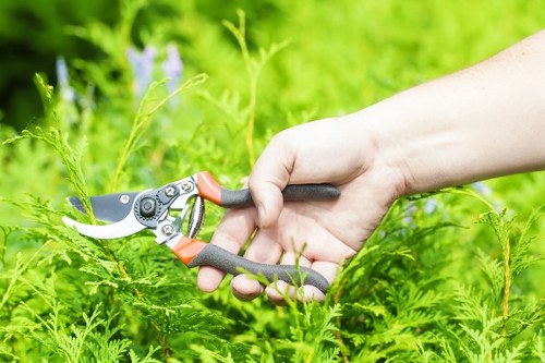 Professional Tree Surgeons Harrow providing safe and tidy tree management