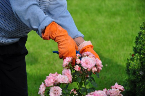 Local arborist carrying out crown reduction on a suburban property